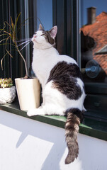 gato blanco de ojos verdeen la terraza de su casa observando  y descansando, tranquilo