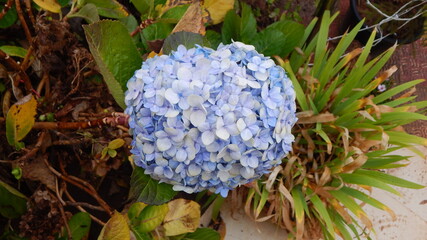 flowers in the garden