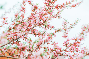 Blooming pink almond bush. Spring background. Pink flowers.