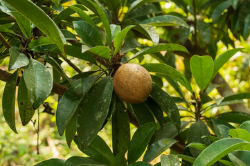 chikoo/sapota/sapodilla fruit plant
