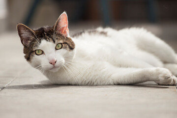 Fototapeta na wymiar gato blanco de ojos verdeen la terraza de su casa observando y descansando, tranquilo