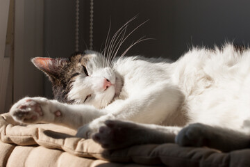 Fototapeta na wymiar gatito blanco tomando el sol, durmiendo la siesta muy ralajado al lado de la ventana sobre un cojín, bajo la sombra de la plantas de interior