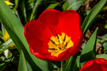 red flower macro.