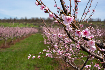 Blooming peach orchard. 