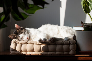 gatito blanco tomando el sol, durmiendo la siesta muy ralajado al lado de la ventana sobre un cojín, bajo la sombra de la plantas de interior