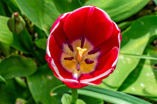 red flower macro