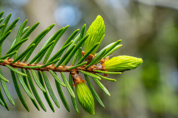 conifer blossom