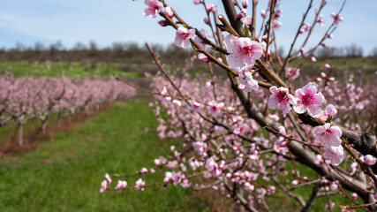 Blooming peach orchard. 