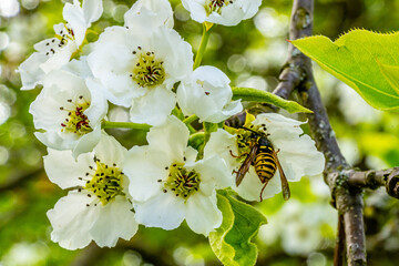 Bee and blooming tree