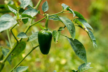 Fresh spicy green chilli on the plant
