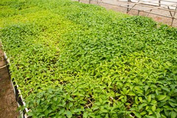 A green house nursery with growing seedlings 