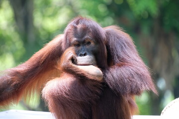 Wildlife in Singapore, tropics, orangutan