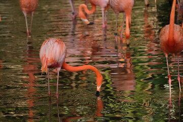 Wildlife in Singapore, tropics, flamingo