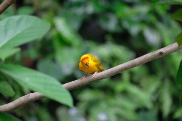 Wildlife in Singapore, tropics