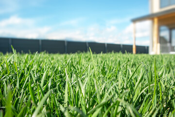 Close up of green lawn on a sunny day. Blue sky on the background. Selective focus