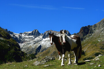 Chevaux pyr&eacute;n&eacute;ens 