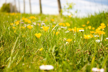 Buttercups and daisies in the field with fencing and sky in the background, close up