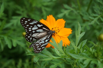 beautiful butterfly