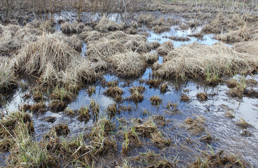 Wetland landscape with dry grass clogs. Concept of biodiversity and town planning