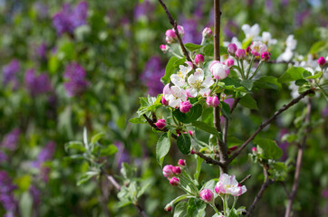 Flowering tree branch in spring, close up