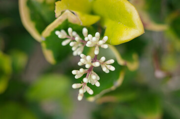 close up of a Radish flowers