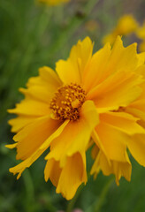 yellow flower on a green background