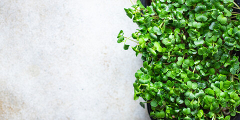 microgreens container veggie salad raw eating mustard herbs basil fresh radish vegan cooking snack...