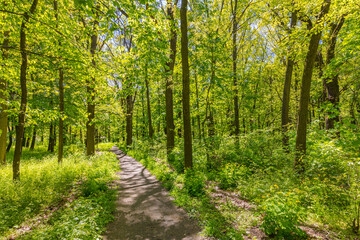 Fototapeta na wymiar Spring summer fresh green landscape nature, hiking trail, freedom path. Sunny green forest trees, leaves, dirt road, footpath. Scenic view of trail passing through green forest trees