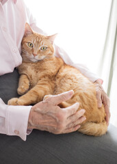 猫を撫でるシニア