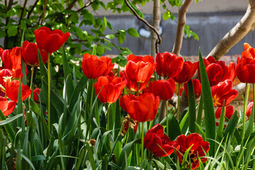 Lawn with red tulips in the park. Red field of tulips, spring background of red color. Selective focus. Scarlet tulips on a sunny day. Spring colorful picture with beautiful red tulips.