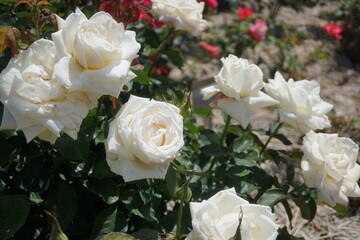 Fototapeta na wymiar 五月晴れ、色鮮やかに咲くカラフルな薔薇の花