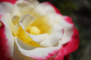 五月晴れ、色鮮やかに咲くカラフルな薔薇の花