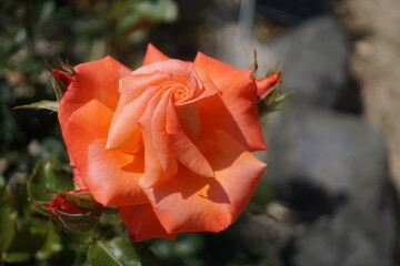 五月晴れ、色鮮やかに咲くカラフルな薔薇の花