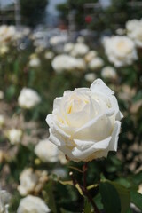 五月晴れ、色鮮やかに咲くカラフルな薔薇の花