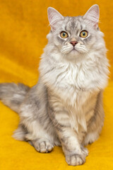 Naklejka na ściany i meble A very beautiful grey Scottish kitten with brown eyes. It sits on a yellow background and looks at you. Wallpaper, postcard. Vertically. Soft focus.