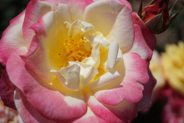 Fototapeta na wymiar 五月晴れ、色鮮やかに咲くカラフルな薔薇の花