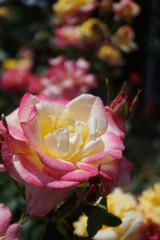 五月晴れ、色鮮やかに咲くカラフルな薔薇の花