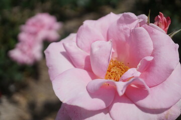 五月晴れ、色鮮やかに咲くカラフルな薔薇の花