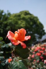 五月晴れ、色鮮やかに咲くカラフルな薔薇の花