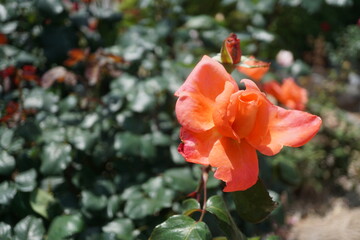 五月晴れ、色鮮やかに咲くカラフルな薔薇の花
