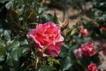 五月晴れ、色鮮やかに咲くカラフルな薔薇の花