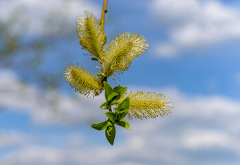 A twig of a pussy willow with fluffy buds and the first leaves against a blue sky with clouds. Spring sunny day. Close-up. Willow buds with yellowish pollen 
