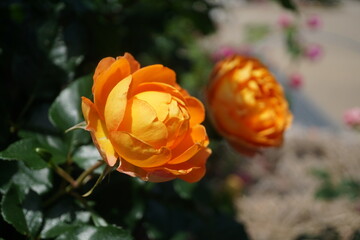 五月晴れ、色鮮やかに咲くカラフルな薔薇の花