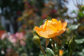 五月晴れ、色鮮やかに咲くカラフルな薔薇の花
