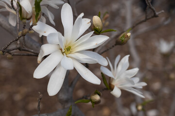 White magnolia flower, spring flowering trees