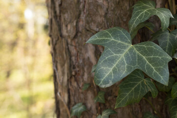 Green ivy leaf on tree