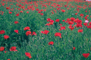 field of poppies