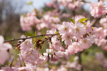 Blooming cherry in the garden, spring flowering trees