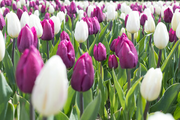 Blooming field of white and purple tulips
