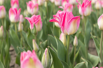 Pink tulips field, atmospheric spring photo